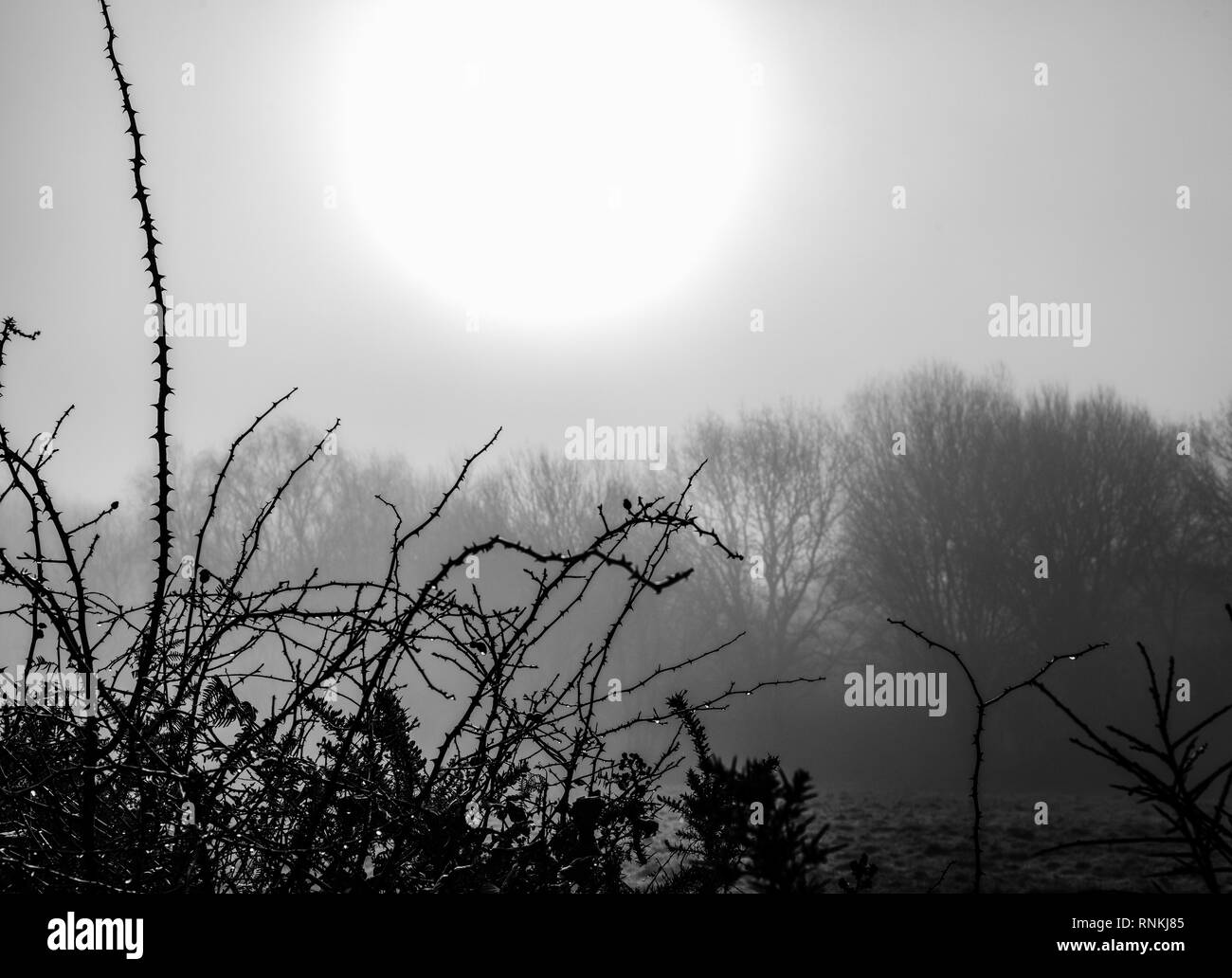 Dew and Mist and Frost behind a Misty Sun on a Morning on Ditchling Common East Sussex Stock Photo
