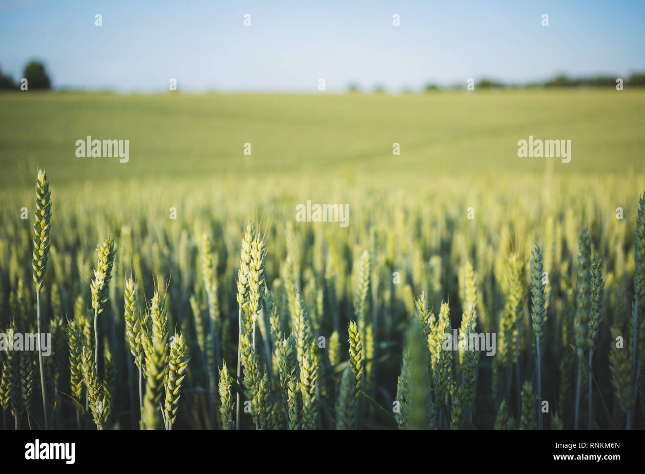 Summer green field Stock Photo - Alamy