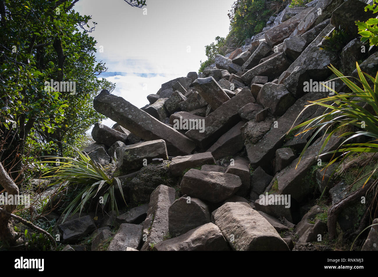 The Organ Pipes, unique basalt columns Mt Cargill, Dunedin, New Zealand
