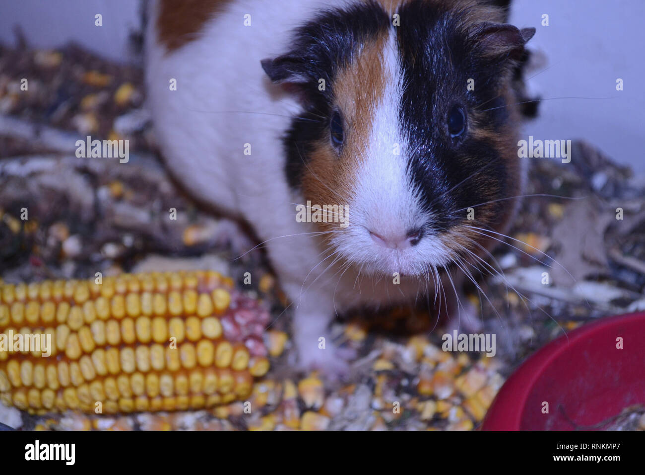 Guinea pig nibbles corn cob, Cavia porcellus Stock Photo