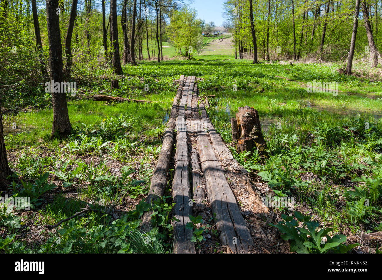 Wood Flooring Through A Swamp In The Forest The Road Through The