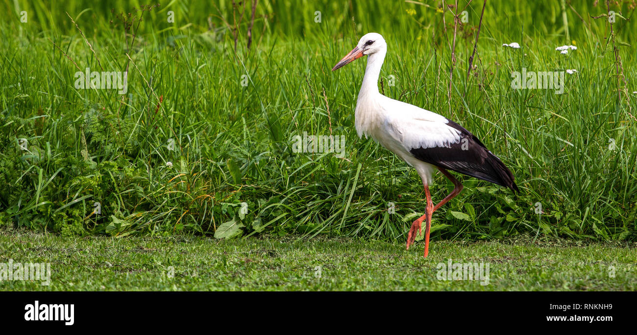 White stork in the green meadow summer day Stock Photo