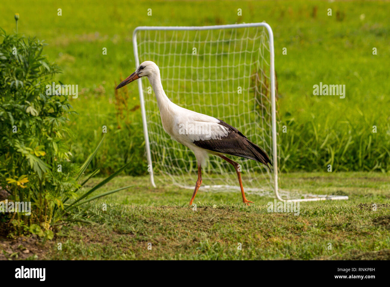 White stork in the yard the countryside Stock Photo