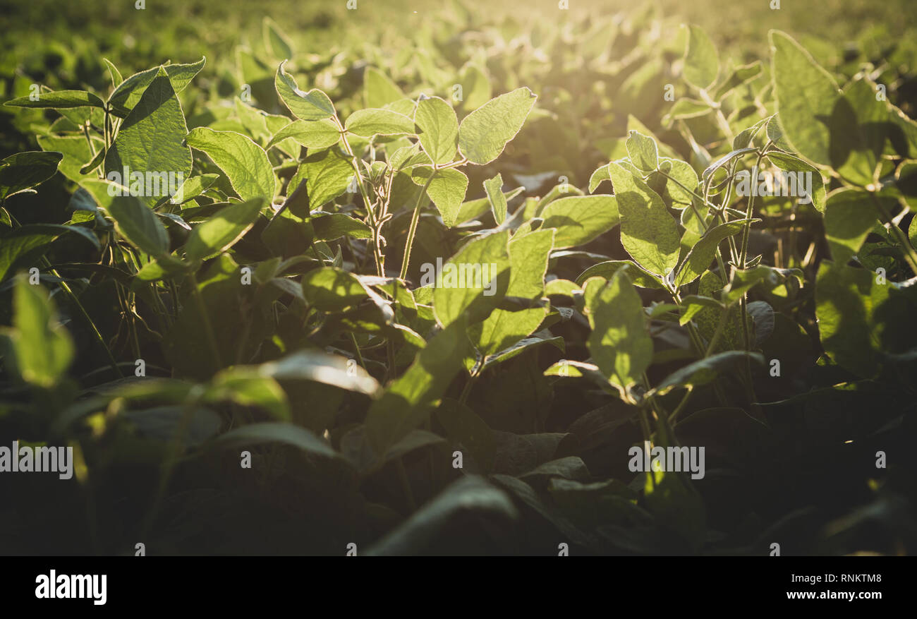 Growing soy beans Stock Photo Alamy