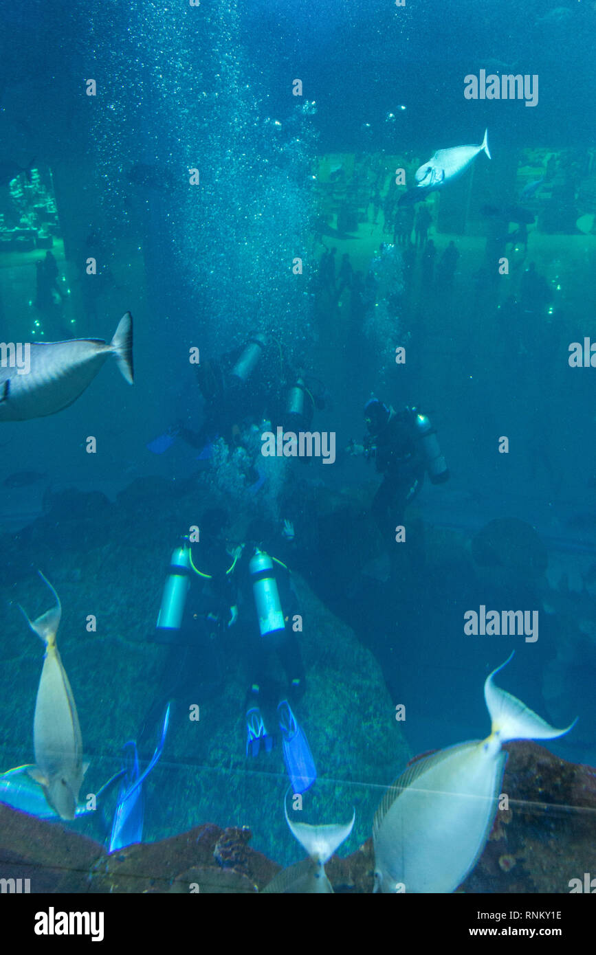A group of tourist divers  accompanied with a professional diver inside the Dubai Aquarium & Underwater Zoo at The Dubai Mall in downtown Dubai, UAE.  Stock Photo