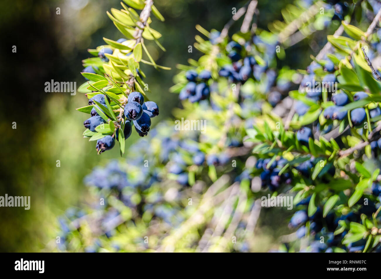 Detail of a myrtle bush with berries in autumn Stock Photo