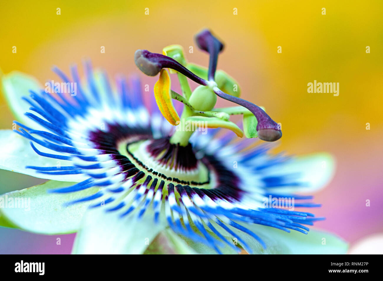 Close-up image of the beautiful summer flower of Passiflora caerulea, the blue passionflower, bluecrown passionflower or common passion flower Stock Photo