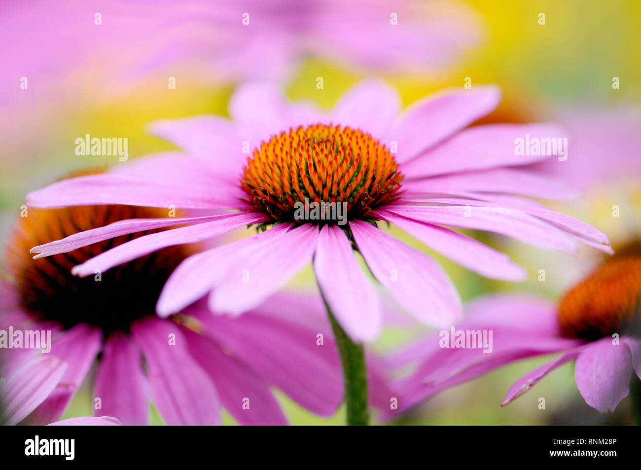Close-up image of the beautiful summer flowering Echinacea purpurea also known as the Coneflower Stock Photo