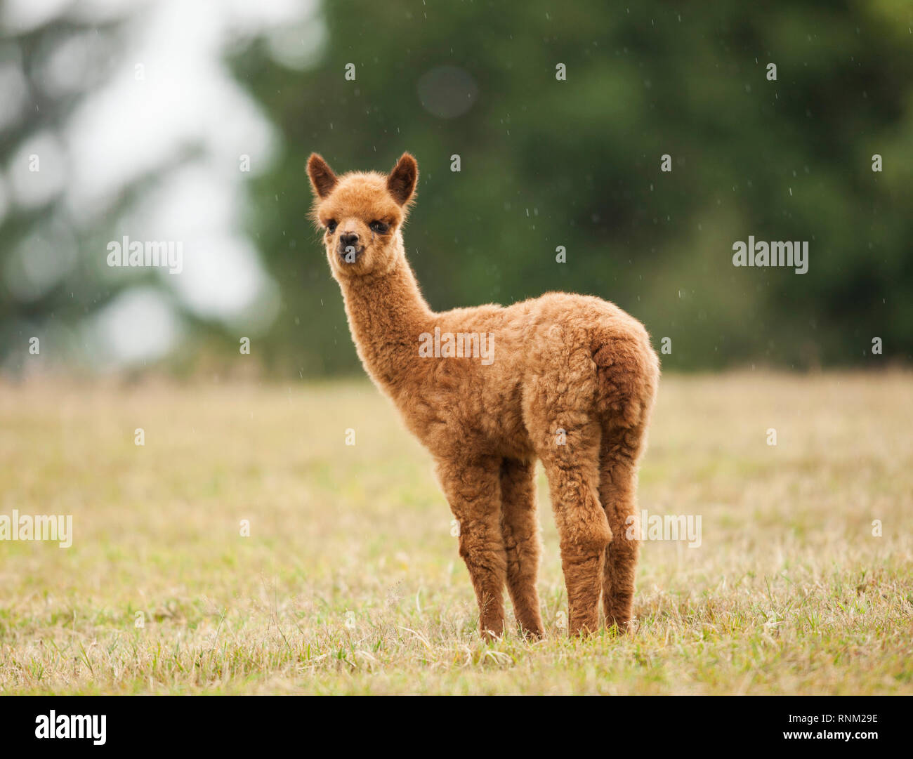 Alpaca (Vicugna pacos). Cria standing on a meadow. Germany Stock Photo