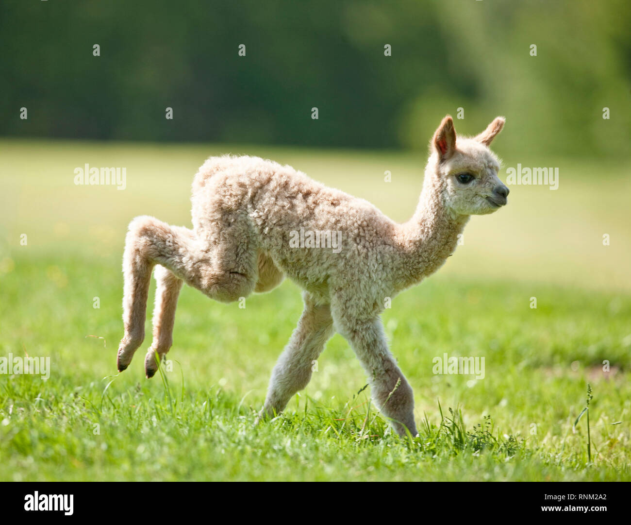 Alpaca (Vicugna pacos). Cria running on a meadow. Germany Stock Photo