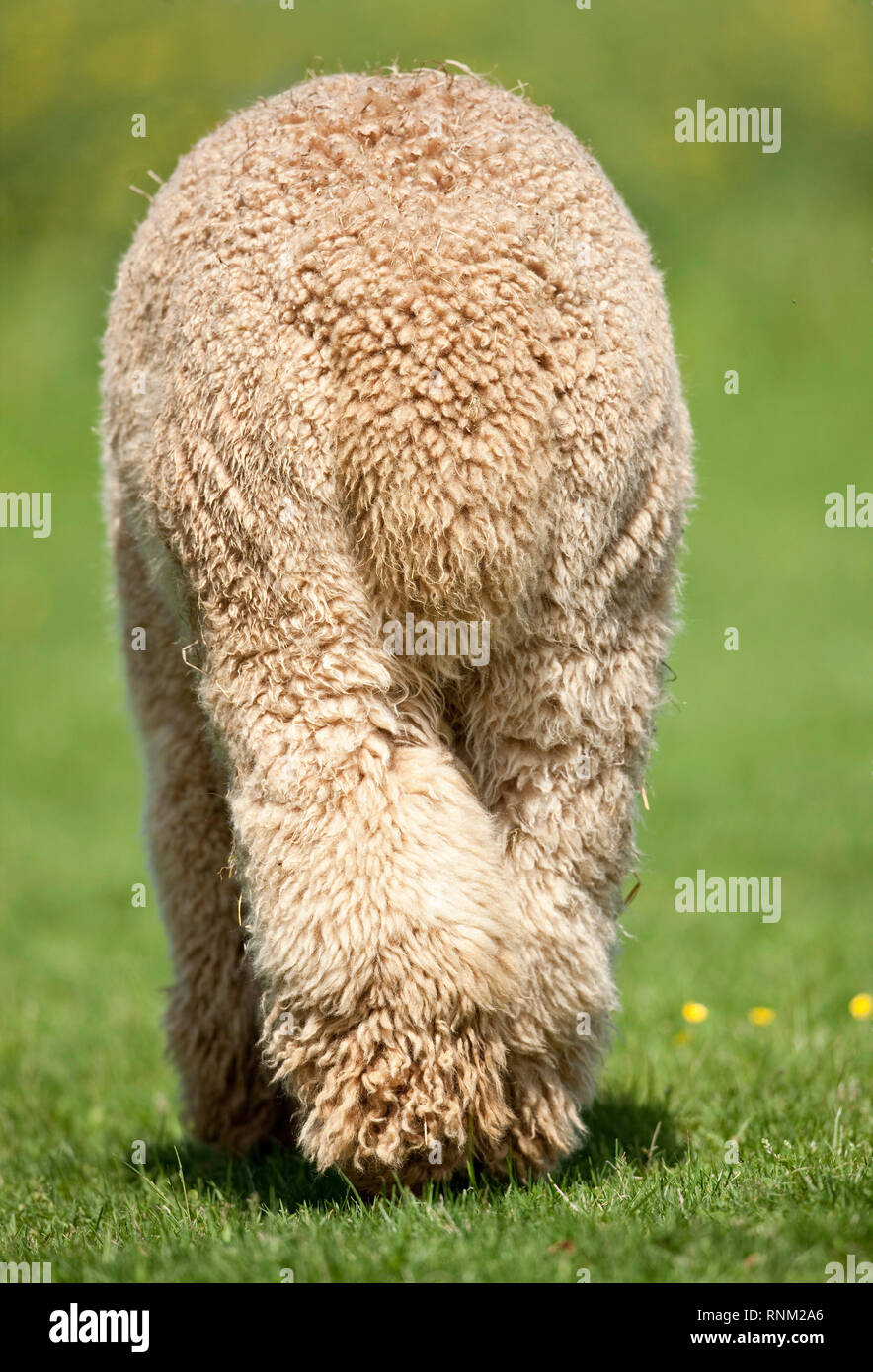 Alpaca (Vicugna pacos). Four on a pasture, seen from the rear. Germany Stock Photo