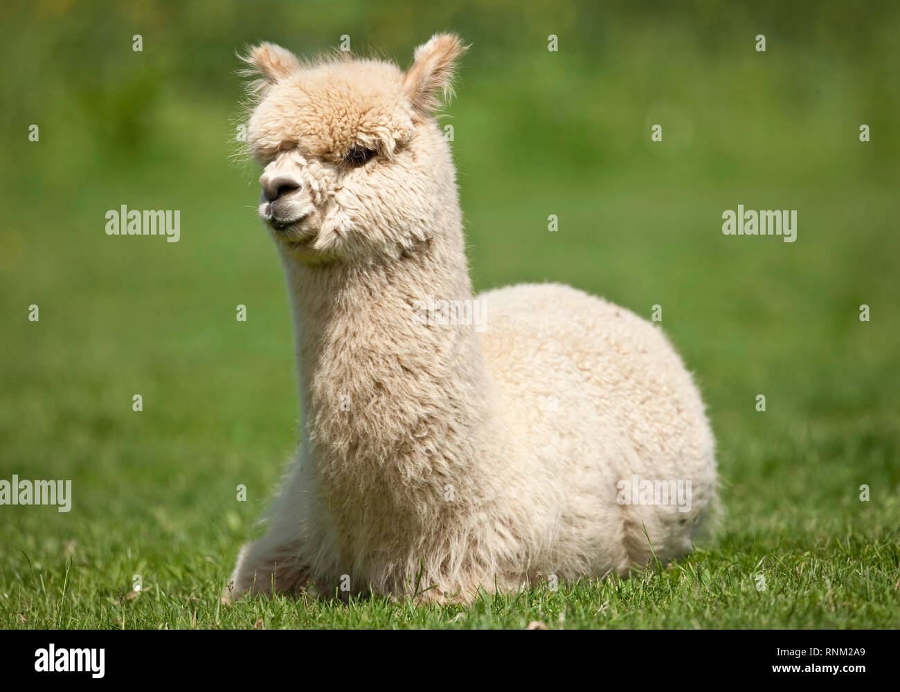 Alpaca (Vicugna pacos). Adult lying on a meadow. Germany Stock Photo