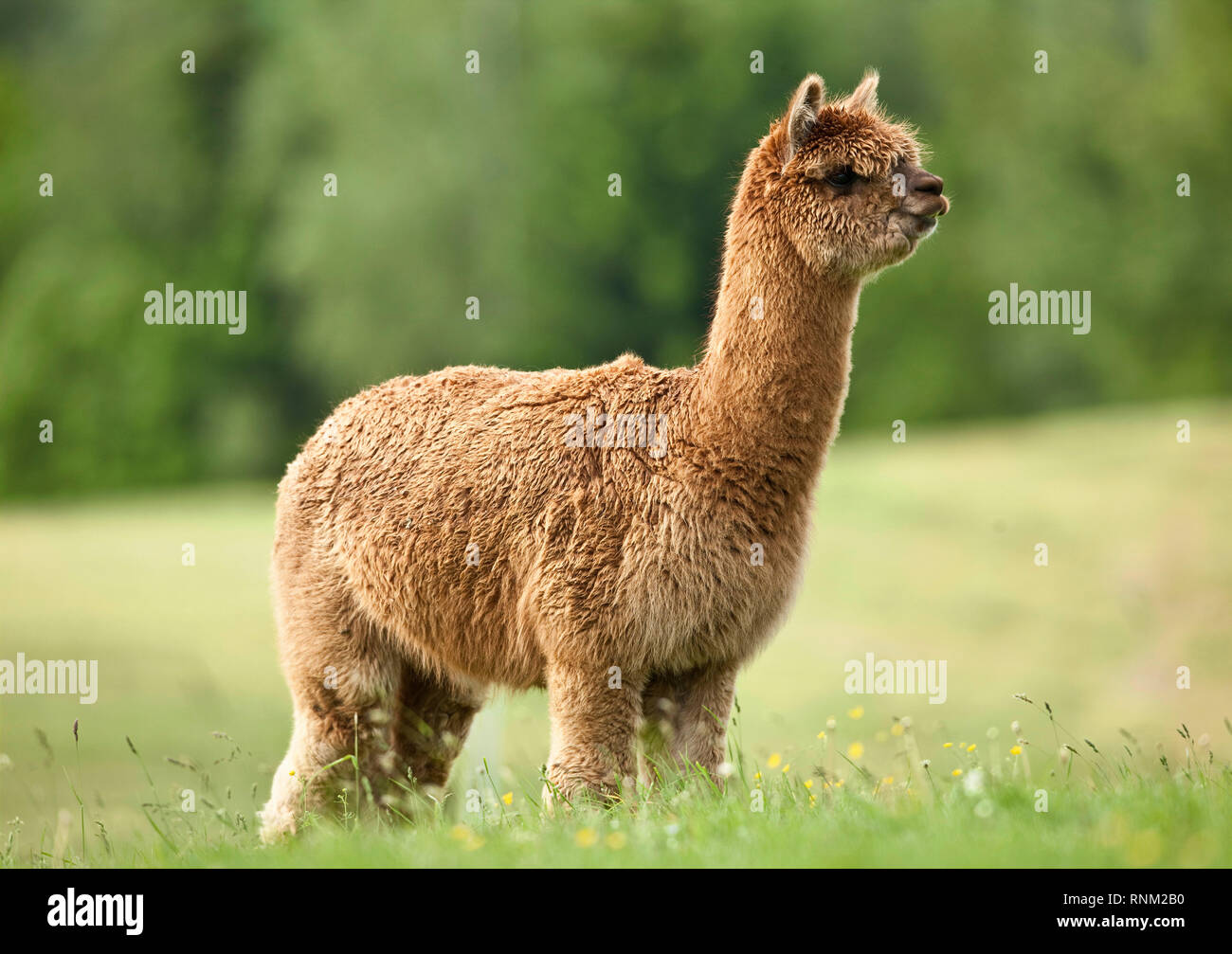Alpaca (Vicugna pacos). Adult standing on a meadow. Germany Stock Photo