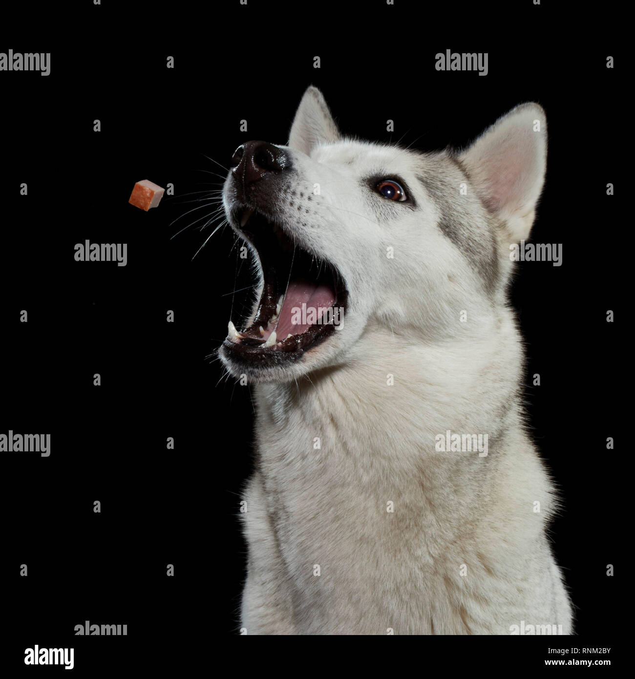 Siberian Husky. Adult catching a treat. Studio picture against a black background. Germany Stock Photo