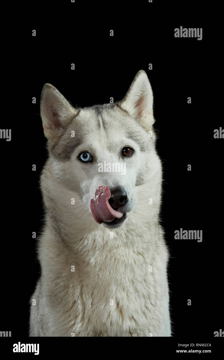 Siberian Husky. Portrait of adult dog against a black background, licking its nose. Germany Stock Photo
