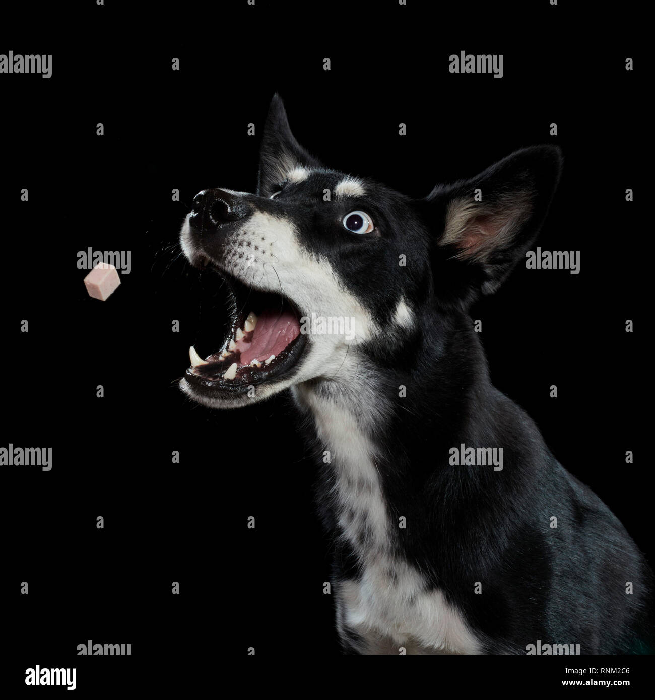 Alaskan Husky. Adult catching a treat. Studio picture against a black background. Germany Stock Photo