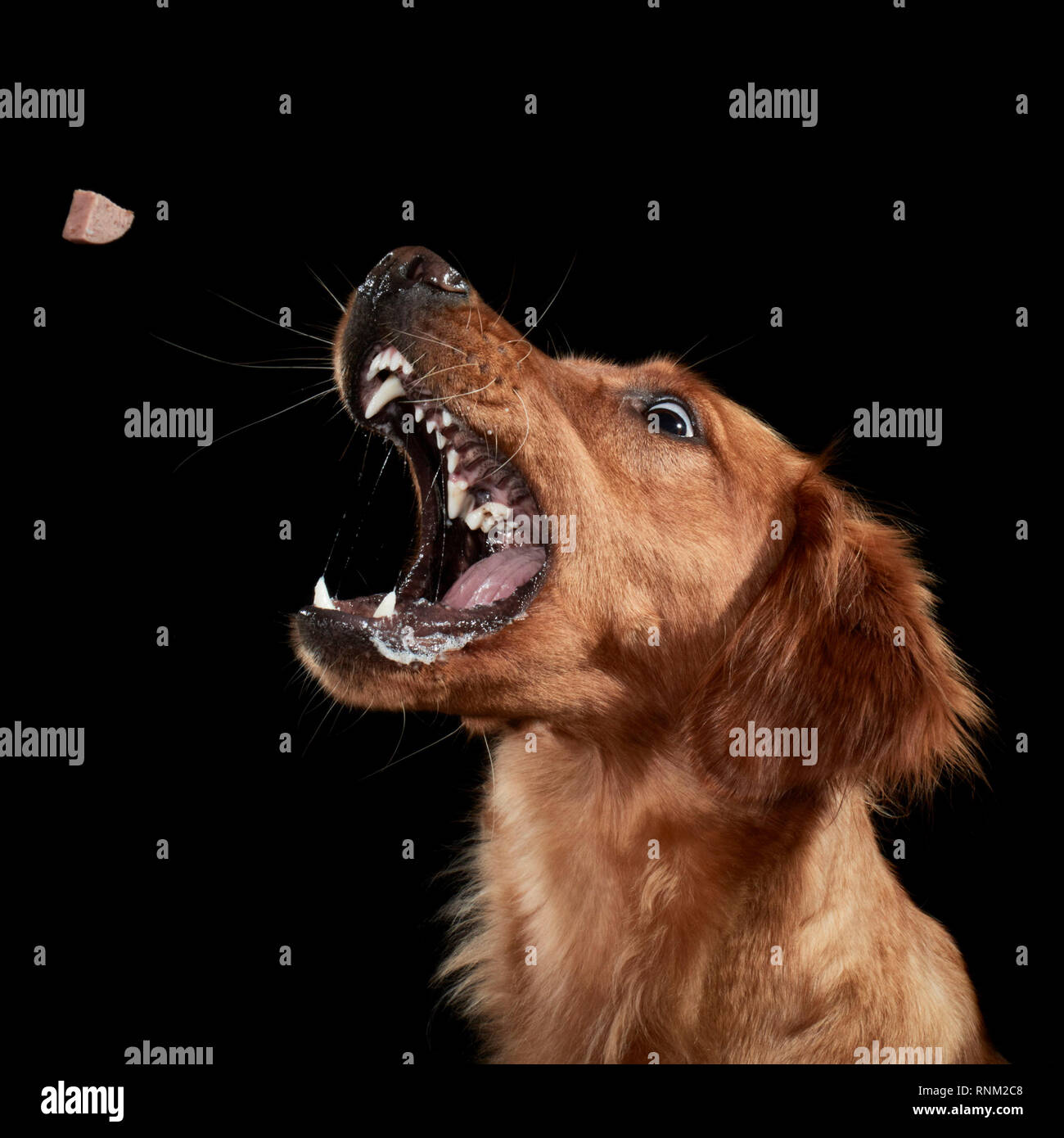 Golden Retriever. Adult catching a treat. Studio picture against a black background. Germany Stock Photo