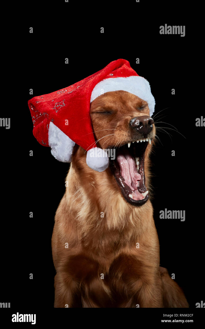 Golden Retriever. Portrait of adult dog against a black background, wearing Santa Claus hat and yawning. Germany Stock Photo
