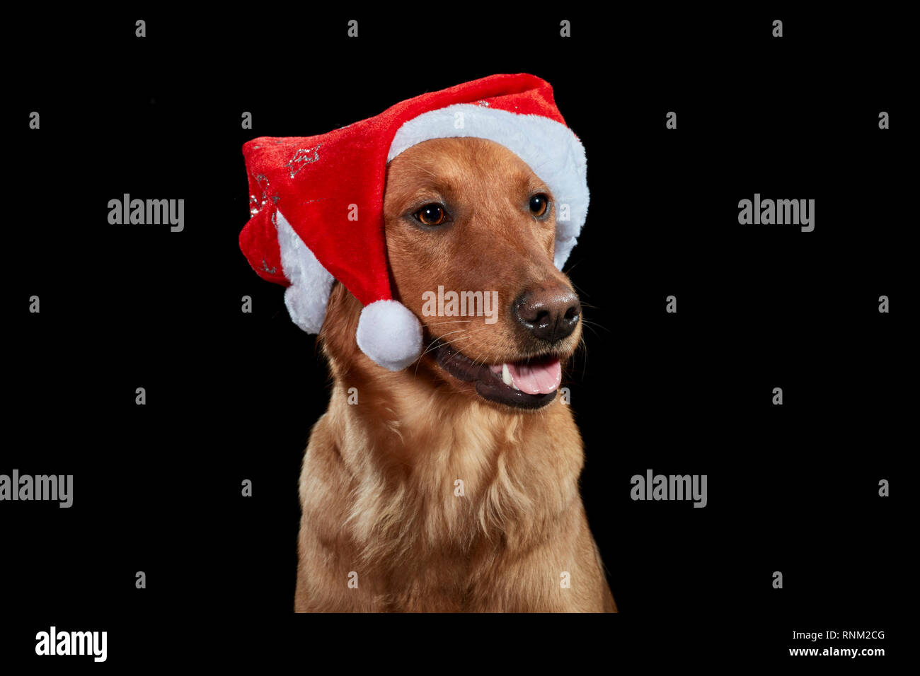 Golden Retriever. Portrait of adult dog against a black background, wearing Santa Claus hat. Germany Stock Photo