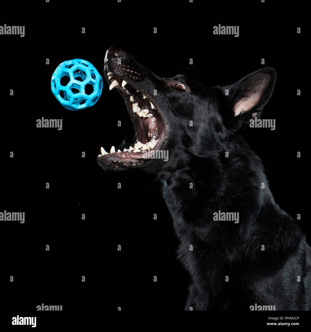 German Shepherd, Alsatian. Juvenile catching a ball. Studio picture against a black background. Germany Stock Photo