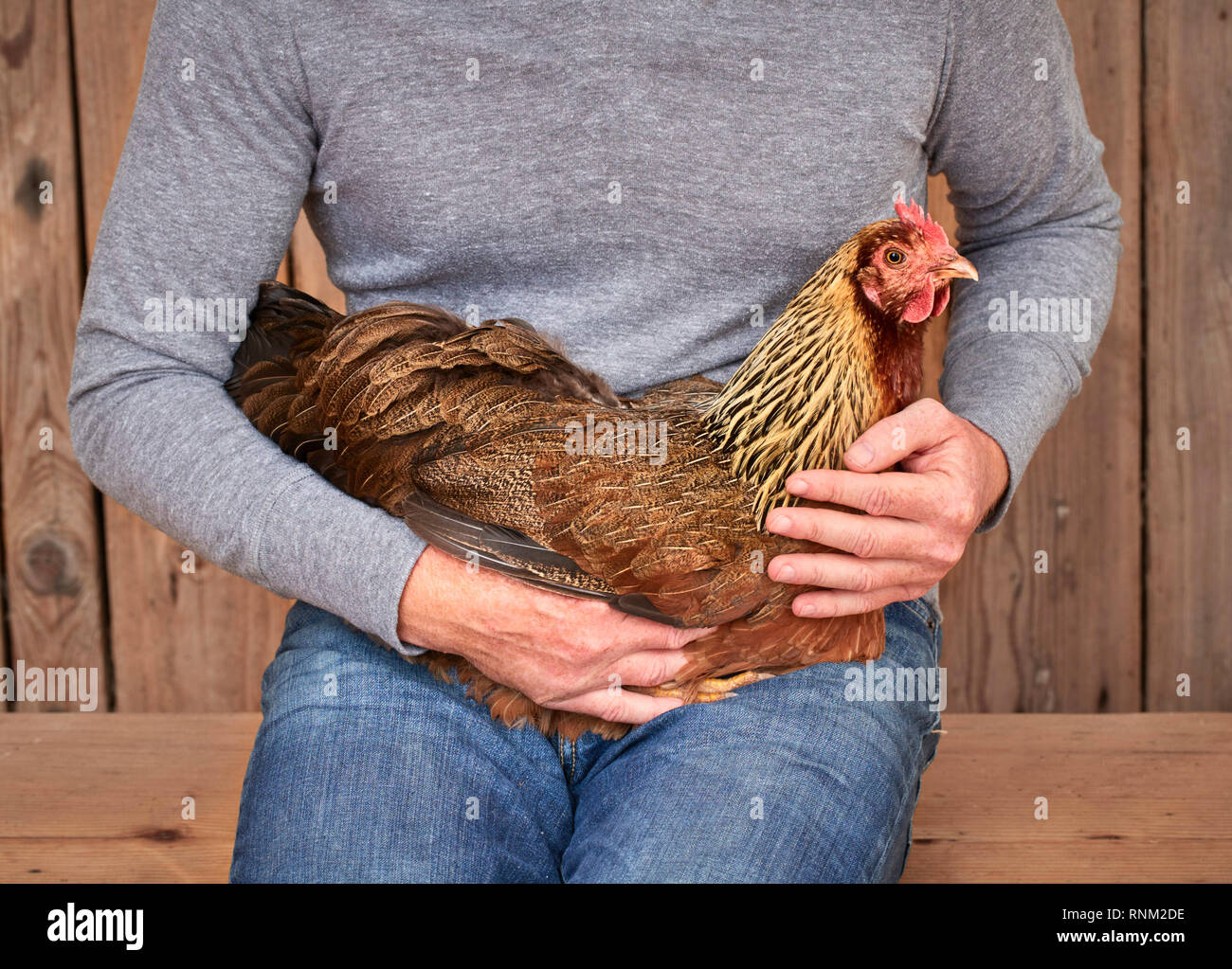 Welsummer Chicken. Hen sitting on the lap, is held in arms. Germany Stock Photo