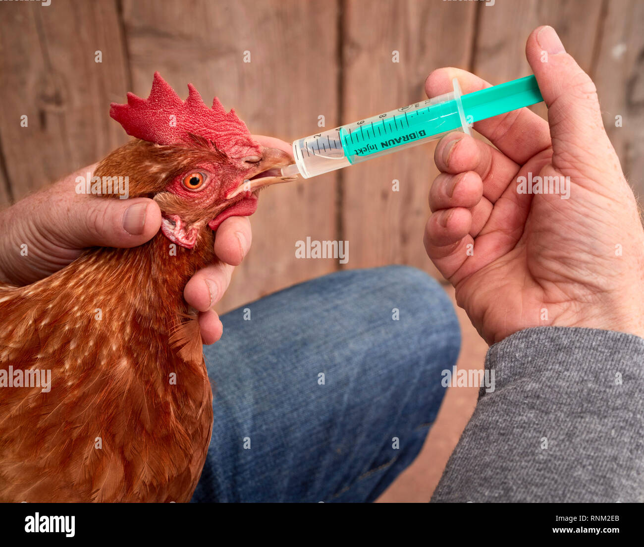 Domestic chicken. Hen gets a liquid medication administered. Germany. Stock Photo