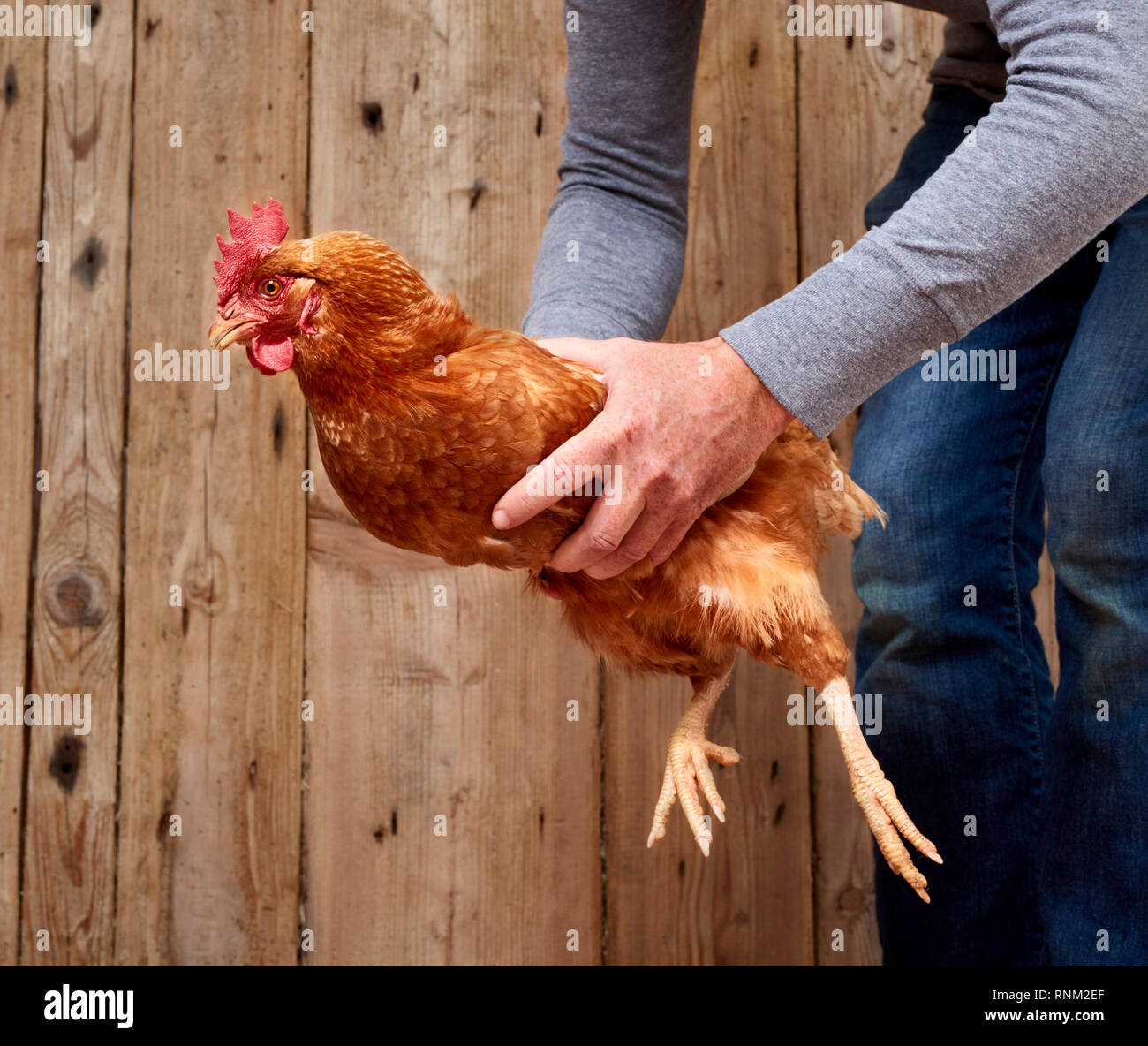 Domestic Chicken. Hen is lifted up with both hands. Germany Stock Photo