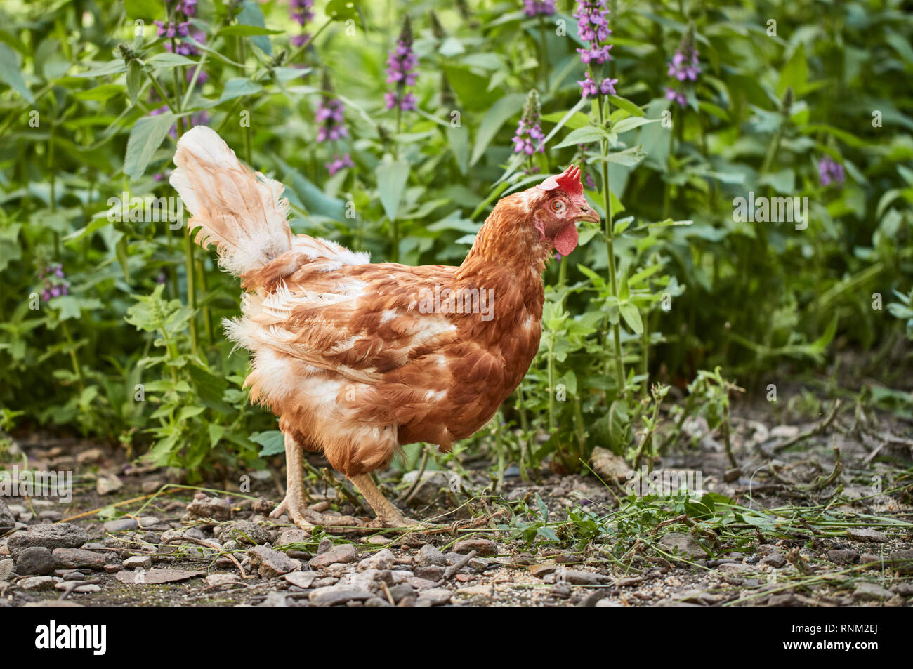Domestic Chicken. Hen with bad plumage. Germany Stock Photo