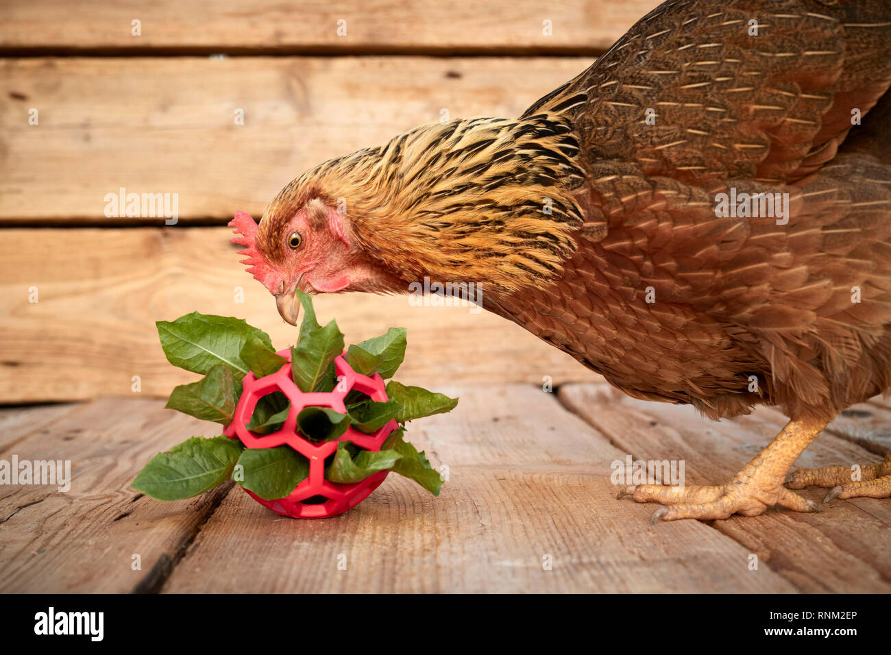 Welsummer Chicken. Hen pecking dandelion leaves from a grid ball. Germany Stock Photo