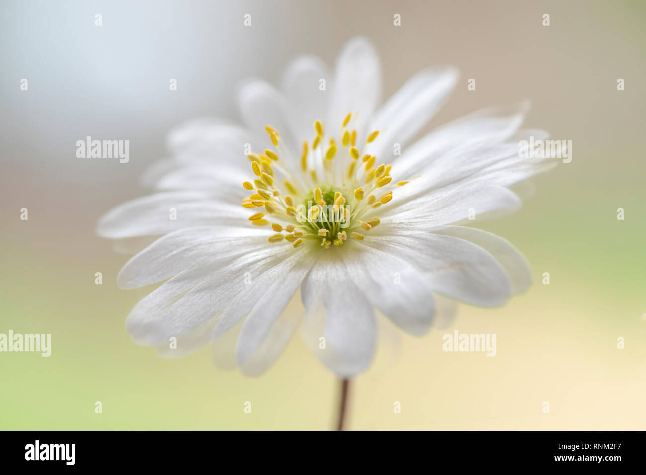 Close-up image of the beautiful spring, white flower of Anemone blanda also known as Balkan anemone, Grecian windflower or winter windflower Stock Photo