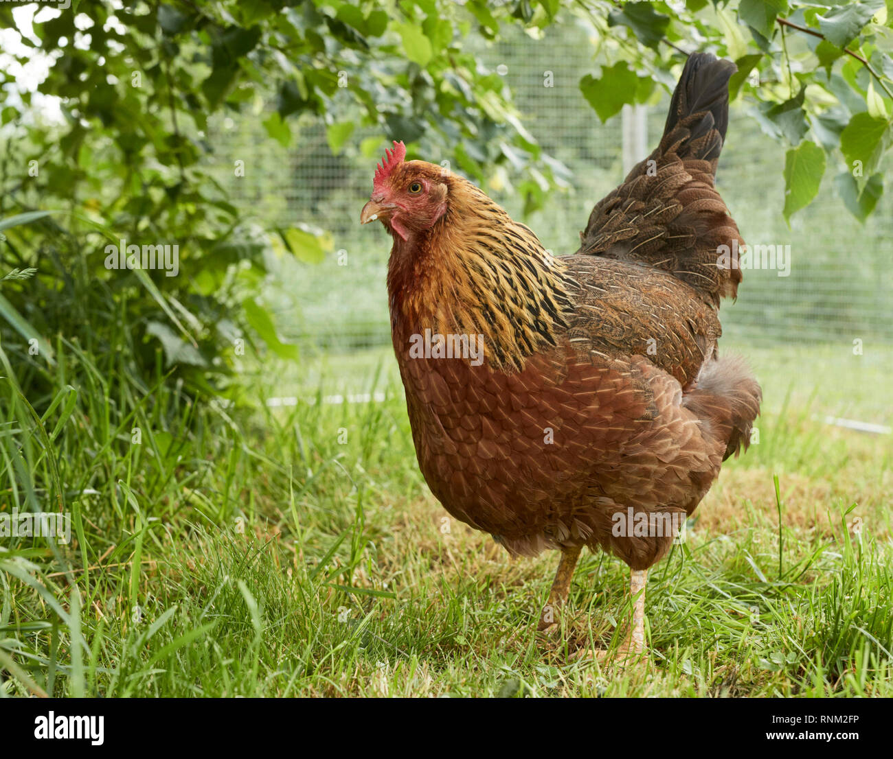 Welsummer Chicken. Hen in a chicken-run with a Lime Tree for sun and rain shelter. Germany. Stock Photo