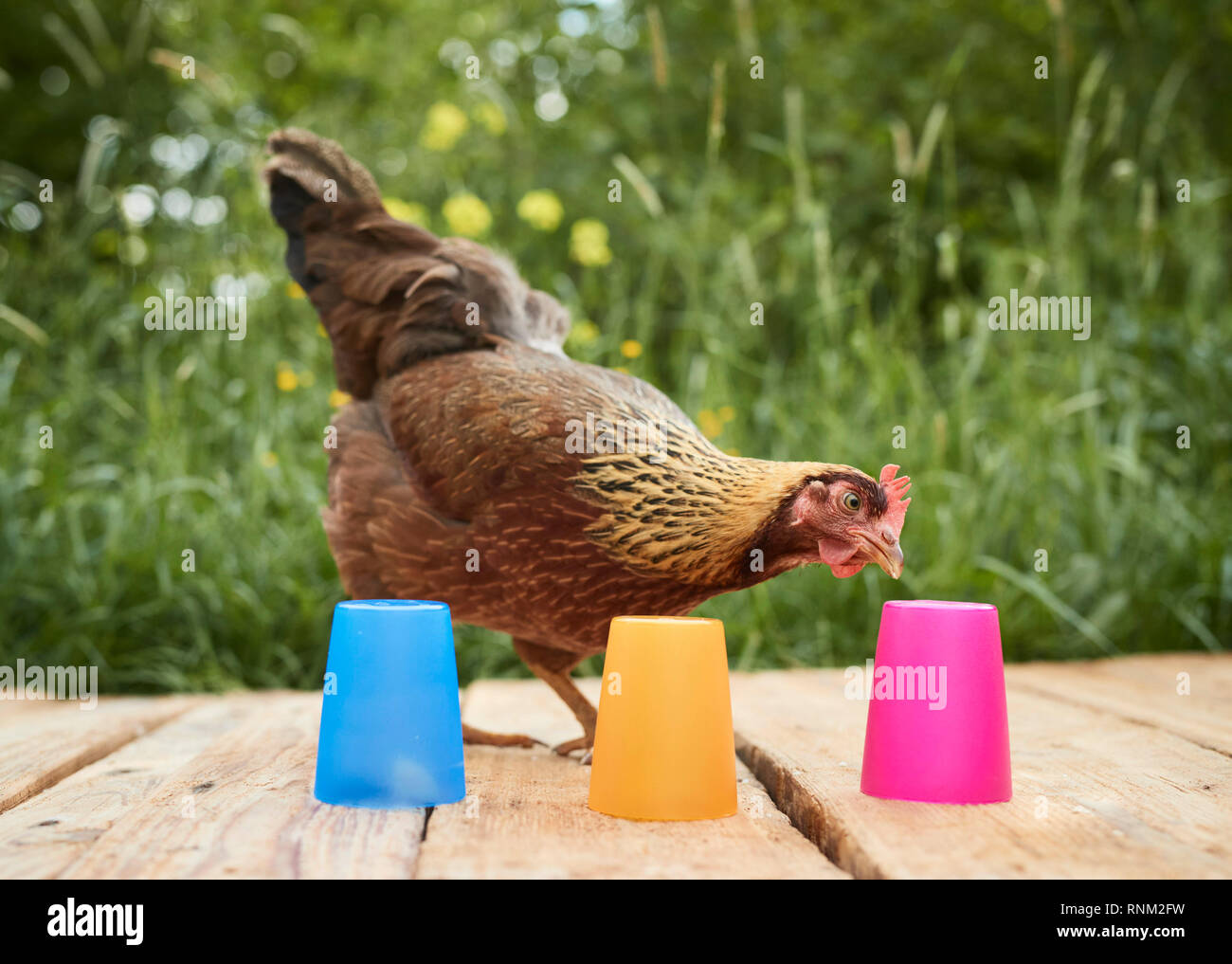 Welsummer Chicken. Hen in a garden, looking for hidden tidbits under colorful cups. Color test and intelligence test. Germany Stock Photo
