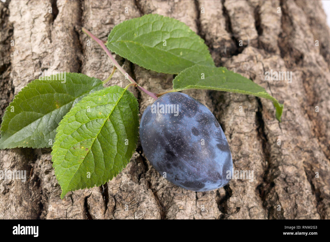 Zwetschge, Plum (Prunus domestica domestica). Twig with leaves and fruit on bark Stock Photo