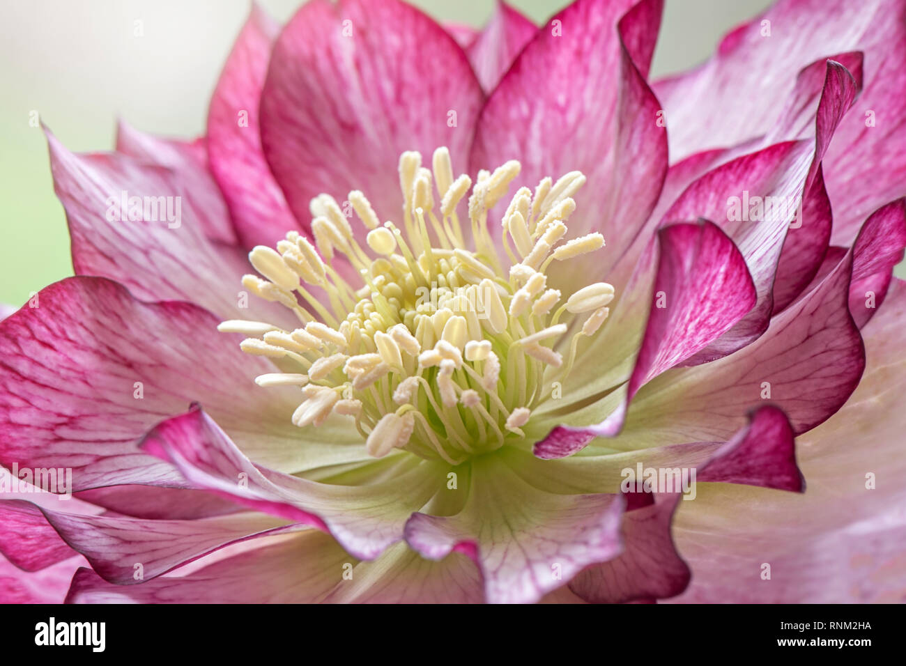 Close-up macro image of the beautiful winter flowering Double Hellebore pink flower also known as the lenten Rose, Christmas Rose or winter Rose Stock Photo