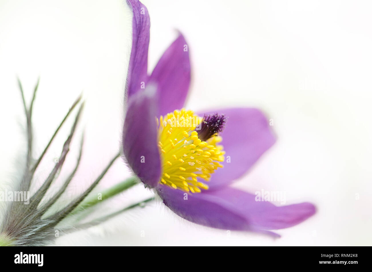 Close-up image of the beautiful spring flowering purple Pasque flower also known as  Pasqueflower, wind flower, prairie crocus and Meadow Anemone Stock Photo