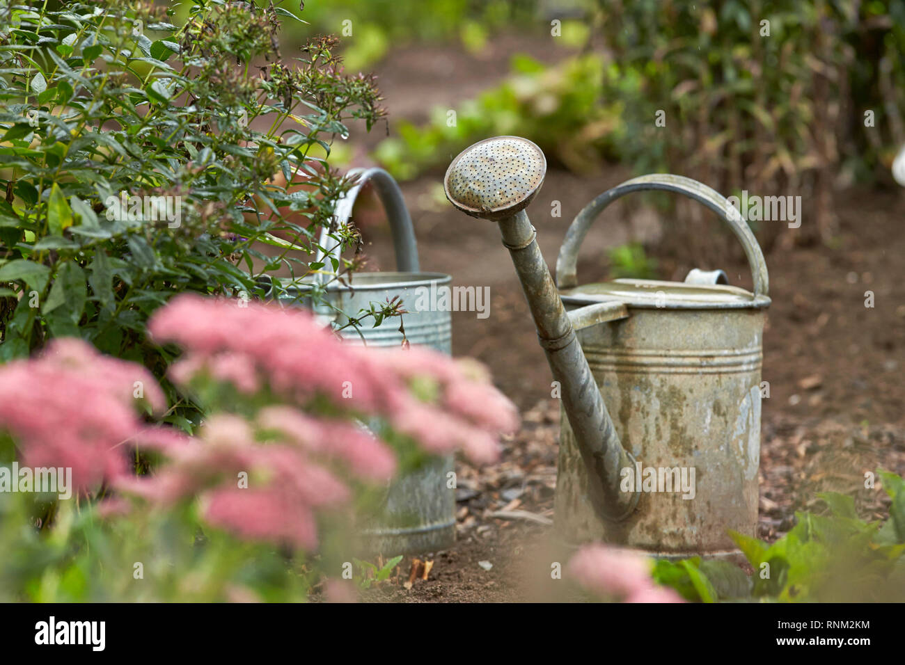 Watering cans made of metal in a garden. Germany Stock Photo