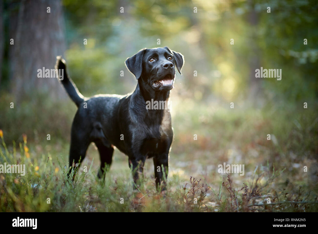 Mixed-breed dog (Labrador Retriever x ?). Black adult standing in a forest. Germany Stock Photo