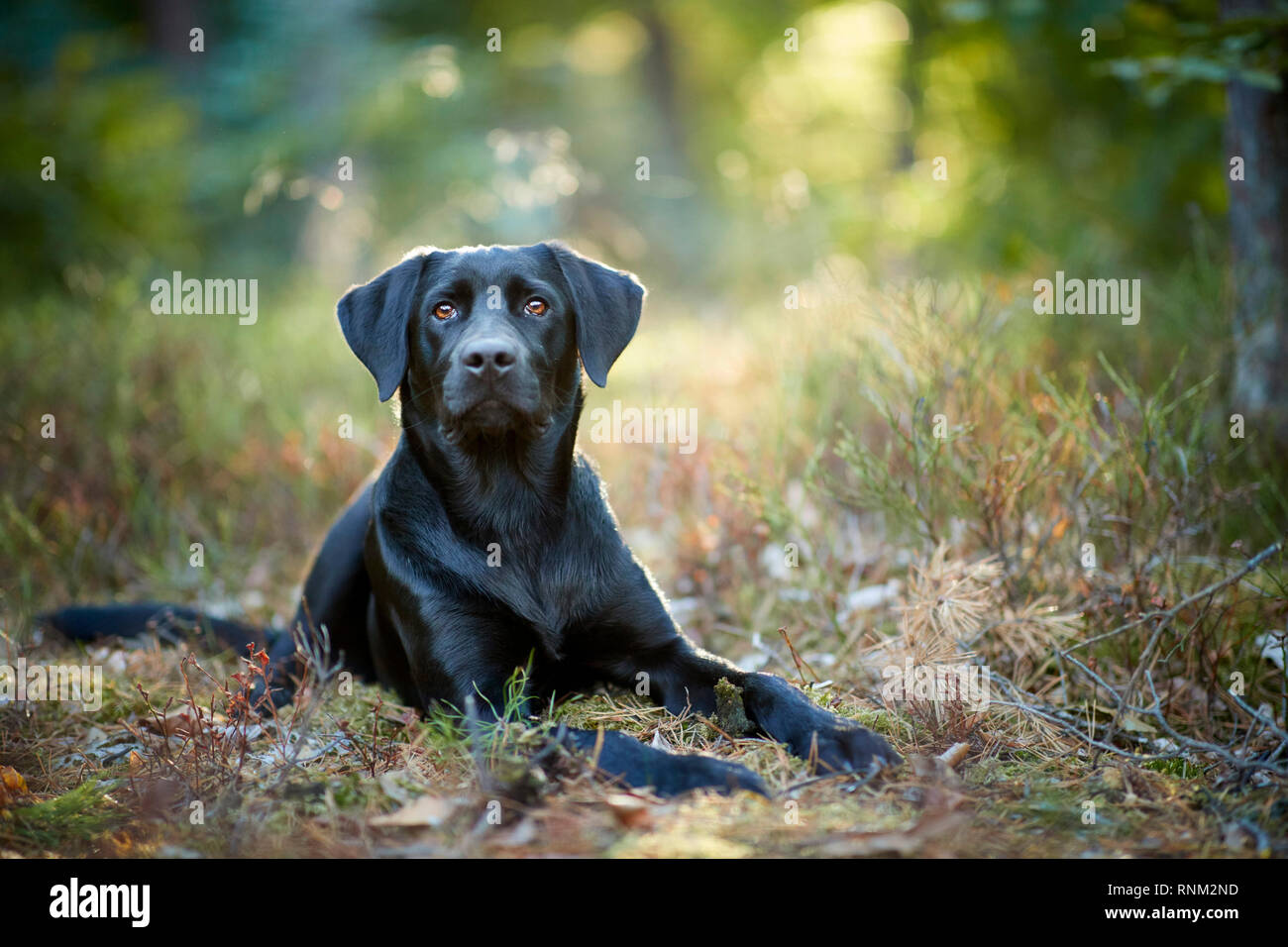 Mixed-breed dog (Labrador Retriever x ?). Black adult lying in a forest. Germany Stock Photo