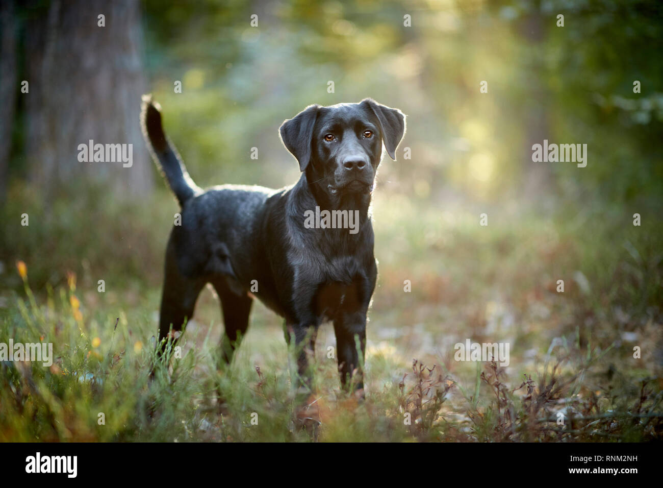 Mixed-breed dog (Labrador Retriever x ?). Black adult standing in a forest. Germany Stock Photo