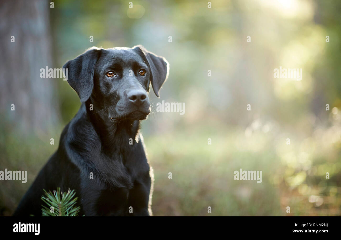 Mixed-breed dog (Labrador Retriever x ?). Black adult sitting in a forest. Germany Stock Photo