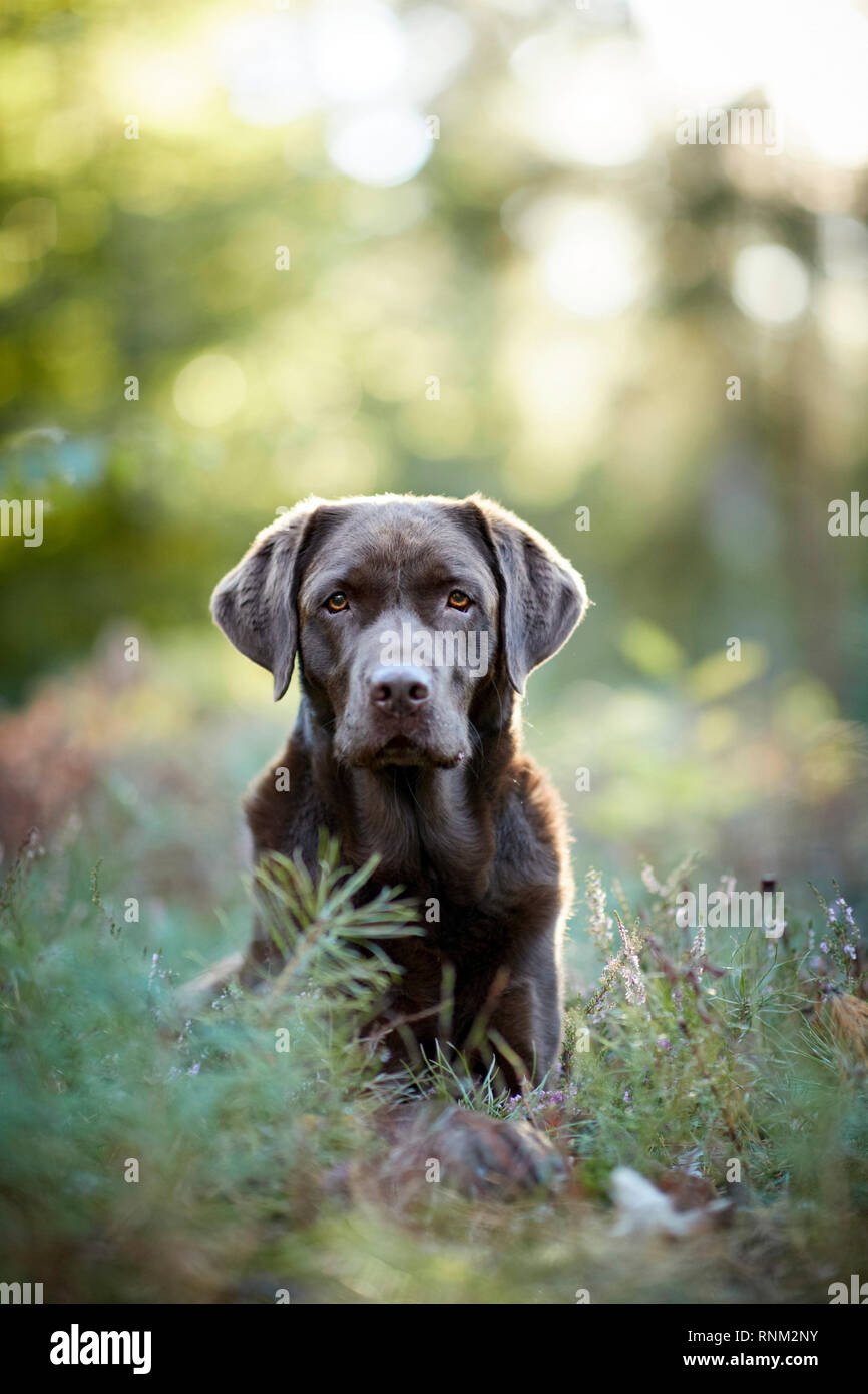 Labrador Retriever. Chocolate adult sitting in a forest. Germany Stock Photo