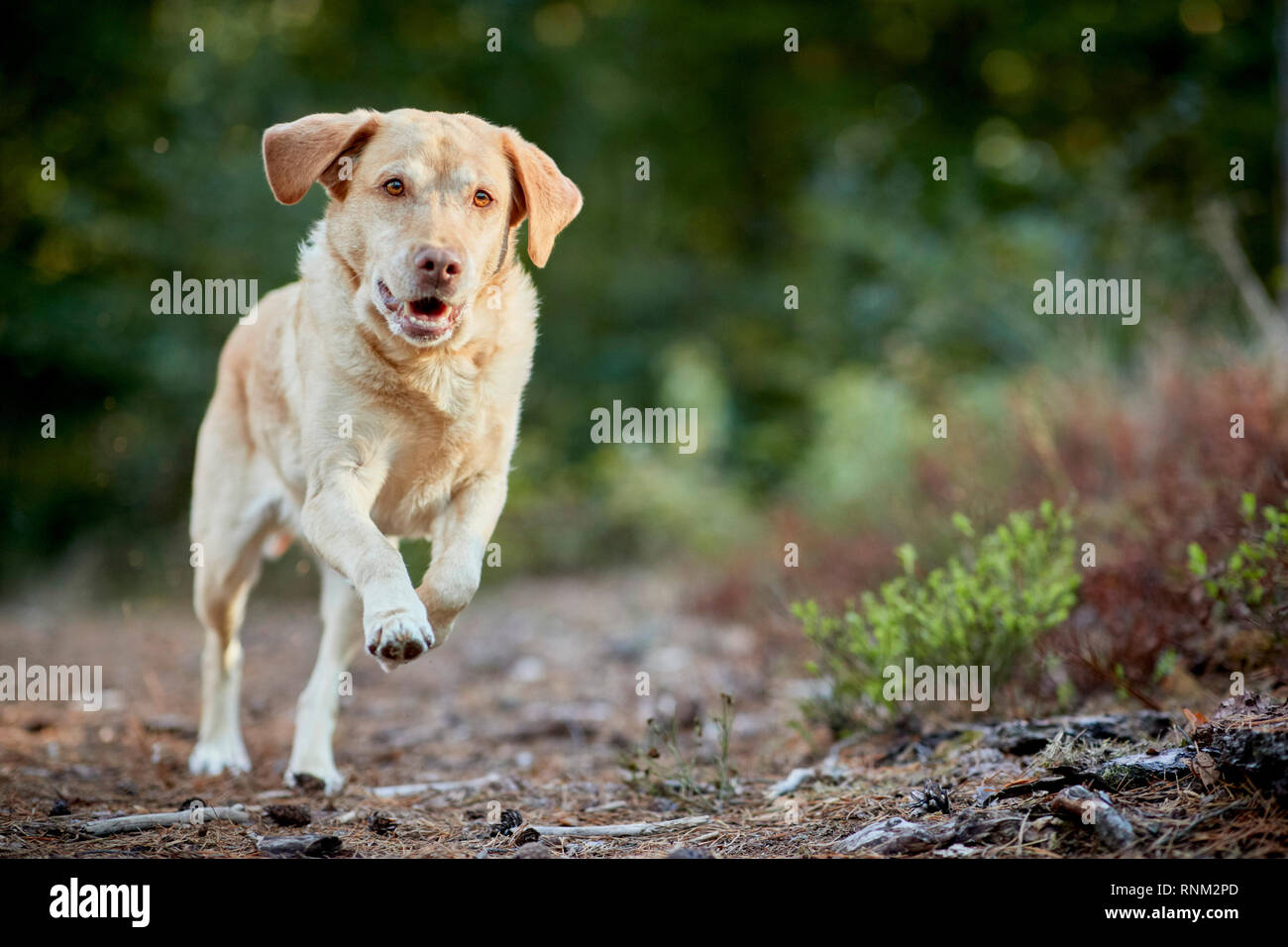 Labrador Retriever. Yellow adult running in a forest. Germany Stock Photo