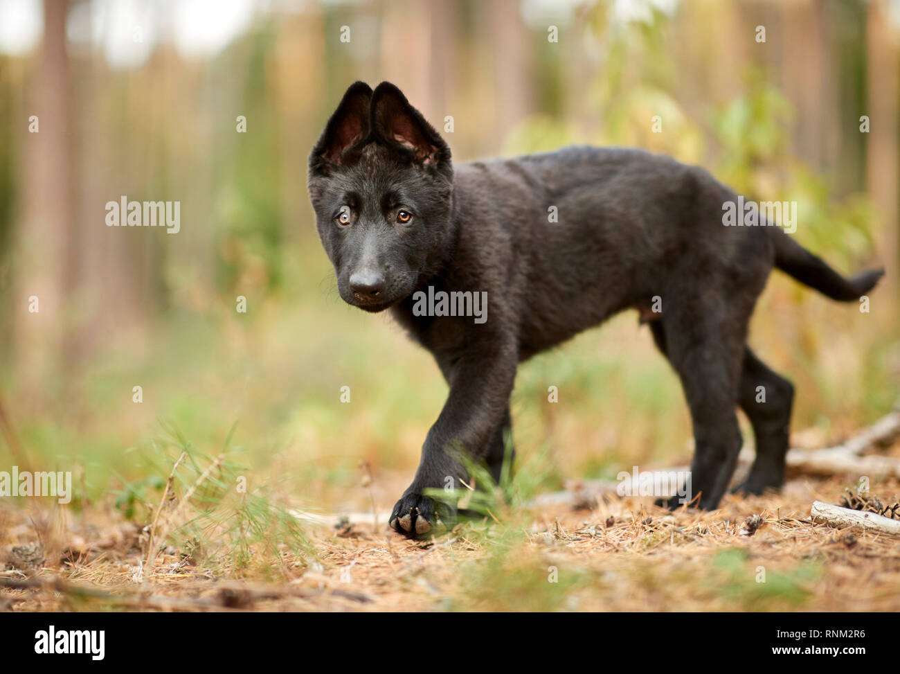German Shepherd, Alsatian. Black puppy walking in a forest. Germany Stock Photo