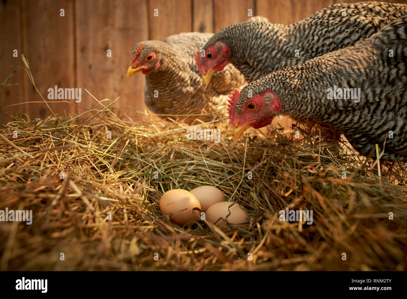 Domestic chicken, Amrock Bantam. Three hens at nest with eggs in a coop. Germany. Stock Photo