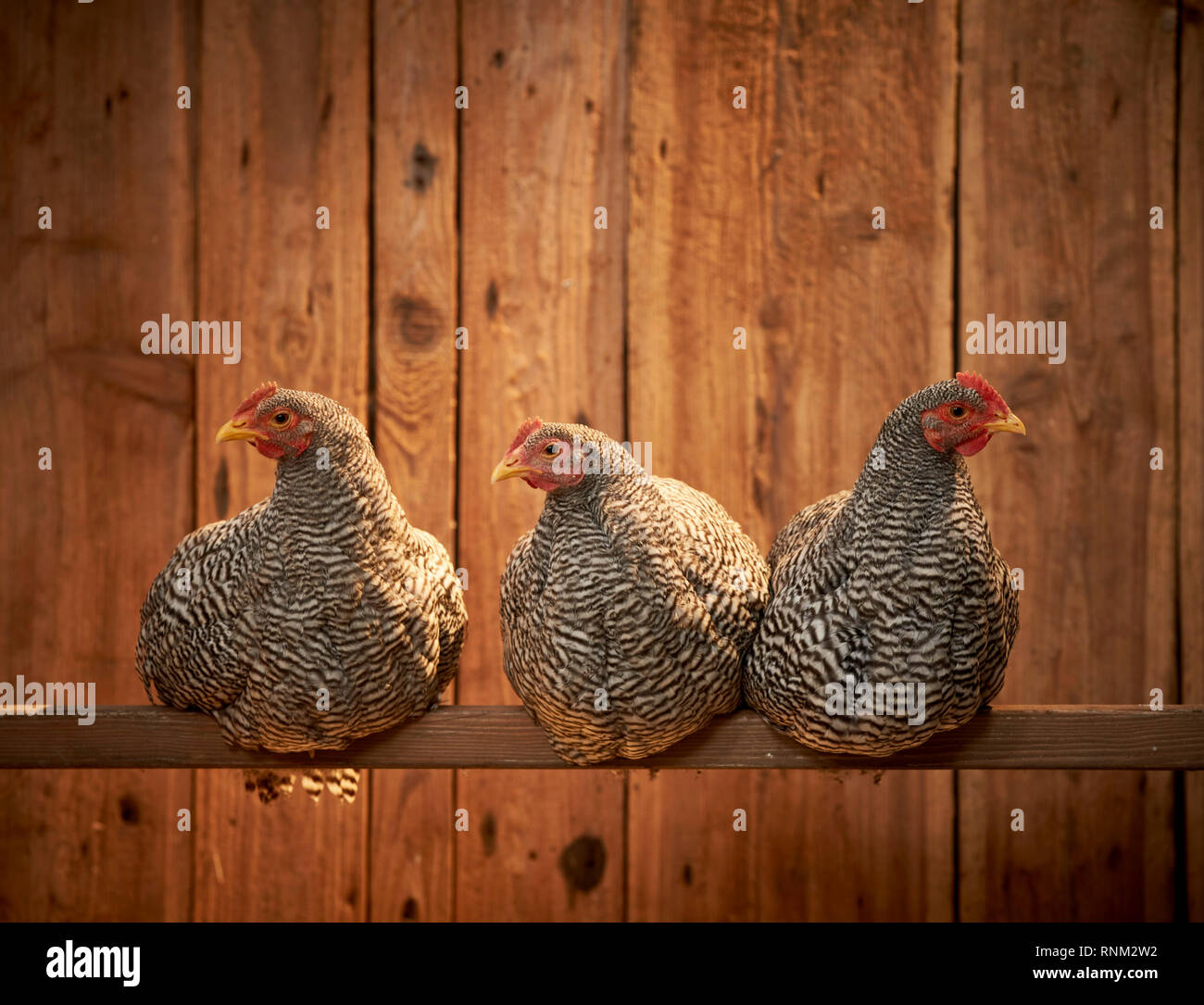Domestic chicken, Amrock Bantam. Three hens sleeping on a perch in a coop. Germany. Stock Photo