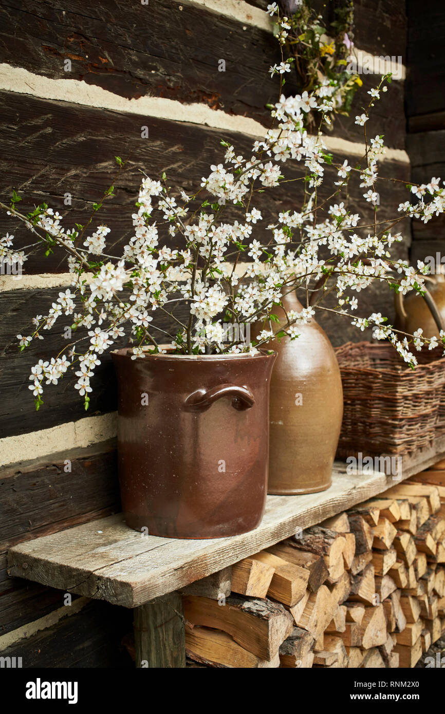 Flowering cherry twigs (Prunus avium) in a jar in front of a wooden shed. Germany Stock Photo