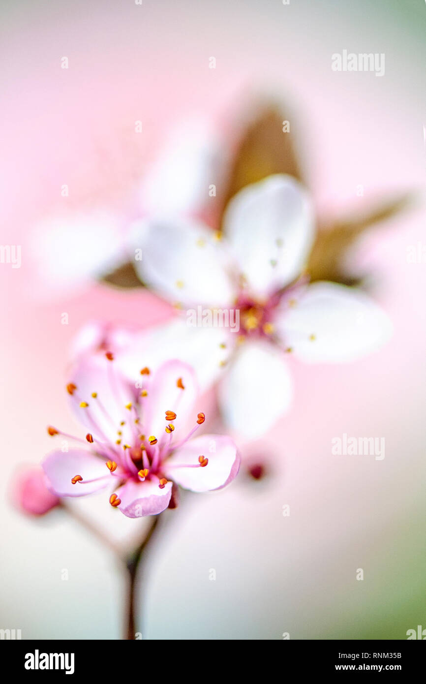 Close-up image of the beautiful, pink, spring flowering Cherry Blossom flowers Stock Photo
