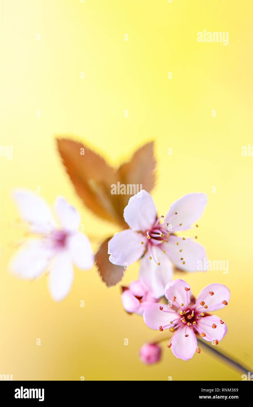 Close-up image of the beautiful, pink, spring flowering Cherry Blossom flowers Stock Photo