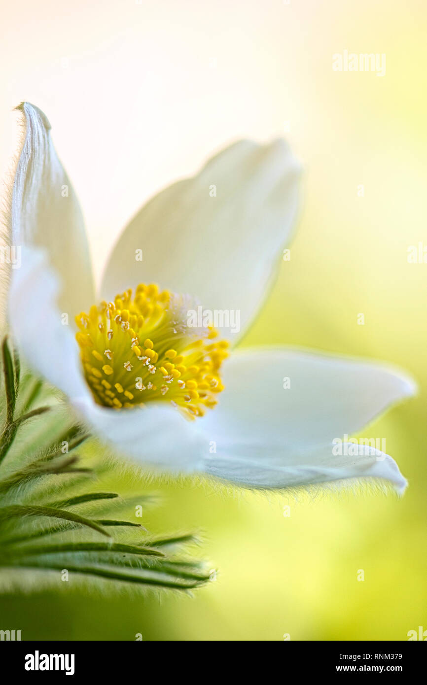 Close-up image of the beautiful white, spring flower of Pulsatilla vulgaris 'Alba' the Pasqueflower Stock Photo