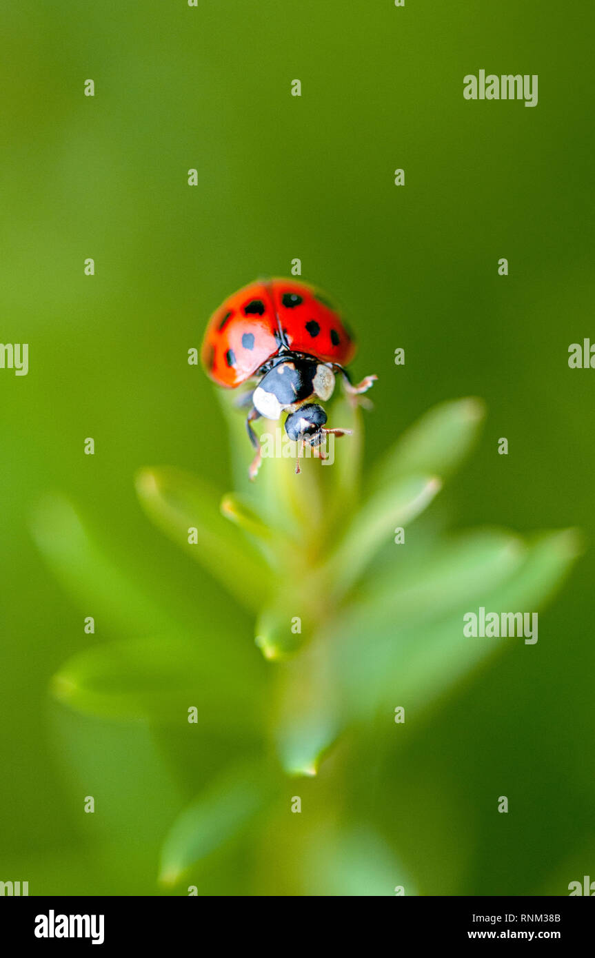 Close-up image of Harmonia axyridis, most commonly known as the harlequin ladybird, multicolored Asian, or simply Asian ladybeetle Stock Photo